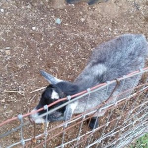 Goats at the petting zoo.