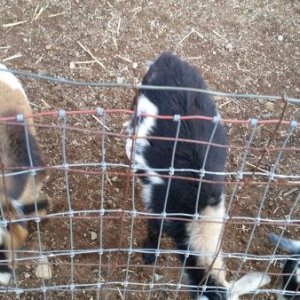 Goats at the petting zoo.