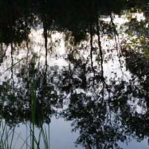 Trees reflecting on the water.