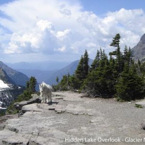 Mountain Goat at the overlook above Hidden Lake - Glacier NP