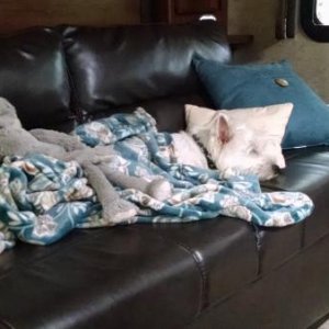 Aww. The dog's havin' a nap on the couch - with his "Ellie."