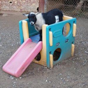 A goat on a slide.