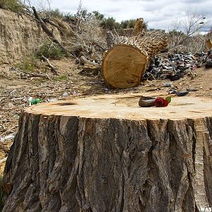 Shoe Tree