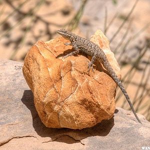 Posing Lizard in Headquarters Canyon