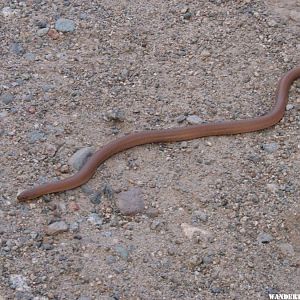 Rosy Boa.JPG