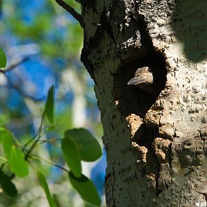 Flicker Nest