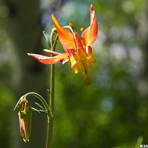 Columbine