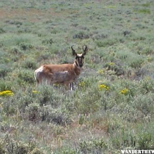 Pronghorn along south boundry road