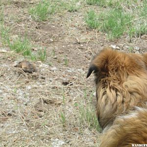 Katie and the pocket gopher