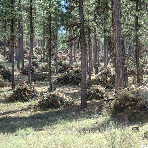 Pine Mountain: Tree-Thinning Slash Piles