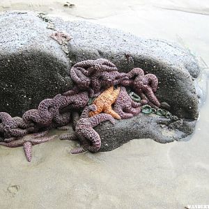 Tide Pools just south of Cape Lookout State Park