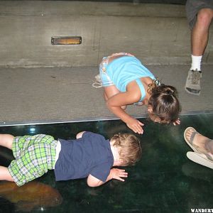 In the underwater tunnel.