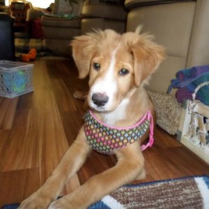 K.C. @ approx. 3 1/2MO.  At home in Bertha..1st "dress"
July, 2016, South Fork, CO