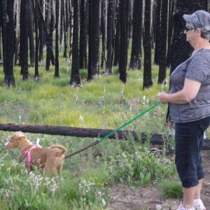 K.C. @ 3MO 3 WEEKS, checking out the flowers at 10,000' elevation.  Near South Fork, CO July 2016