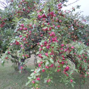 Cherry picking is complete.  The apples are ready now.
Near Ellison Bay, Door County, WI Aug. 2016