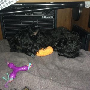 Dogs found a good sleeping spot under the bed.