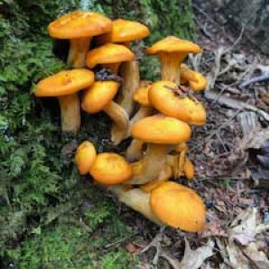 Hocking Hills Campground - Old Man's Cave
Nice fungus. Found this bright stash on the Gorge Rim Trail to Cedar Falls.