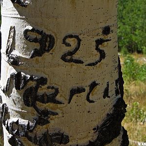 Aspens