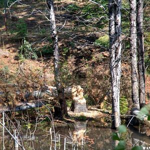 Beaver Pond with Felled Aspen