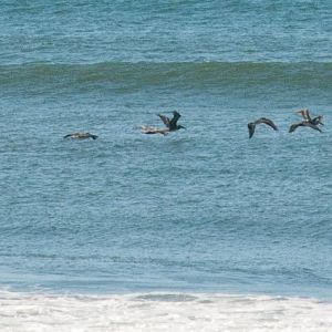 Pelicans