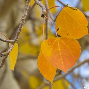 Aspens