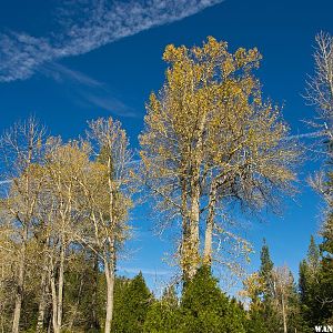 Kennedy Meadows Cottonwoods