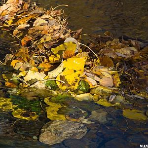 Leaves in Leavitt Creek