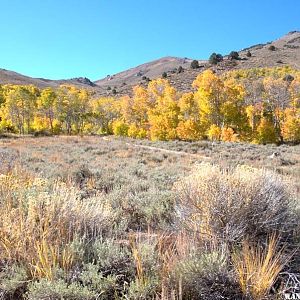 Bodie Hills Aspen