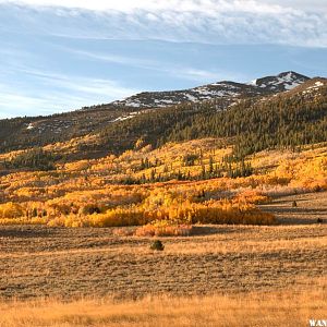 Summer Meadows Aspen