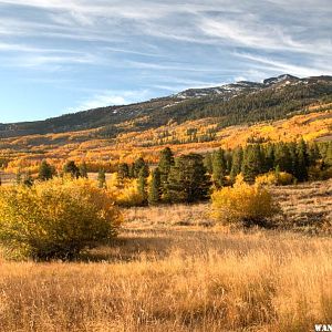 Summer Meadows Aspen and Willows