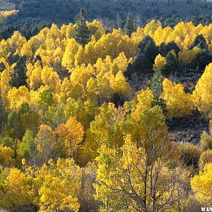 Summer Meadows Aspen and Pines