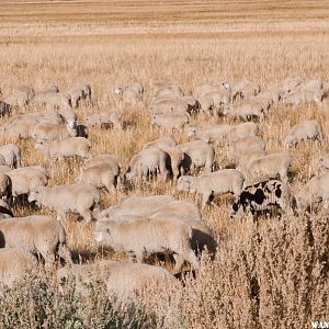 Summer Meadows Sheep