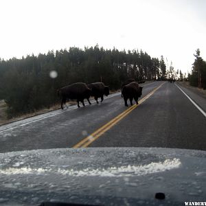 10 Buffalo have the right of way (1024x768).jpg