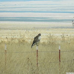 Red Tail Hawk