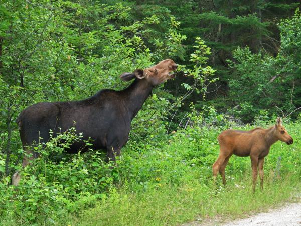 129 2 Old Railway Track Bike Trail Algonquin Park ont.