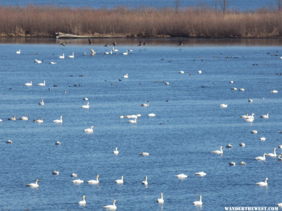 '15 MN 17 RENO TUNDRA SWANS