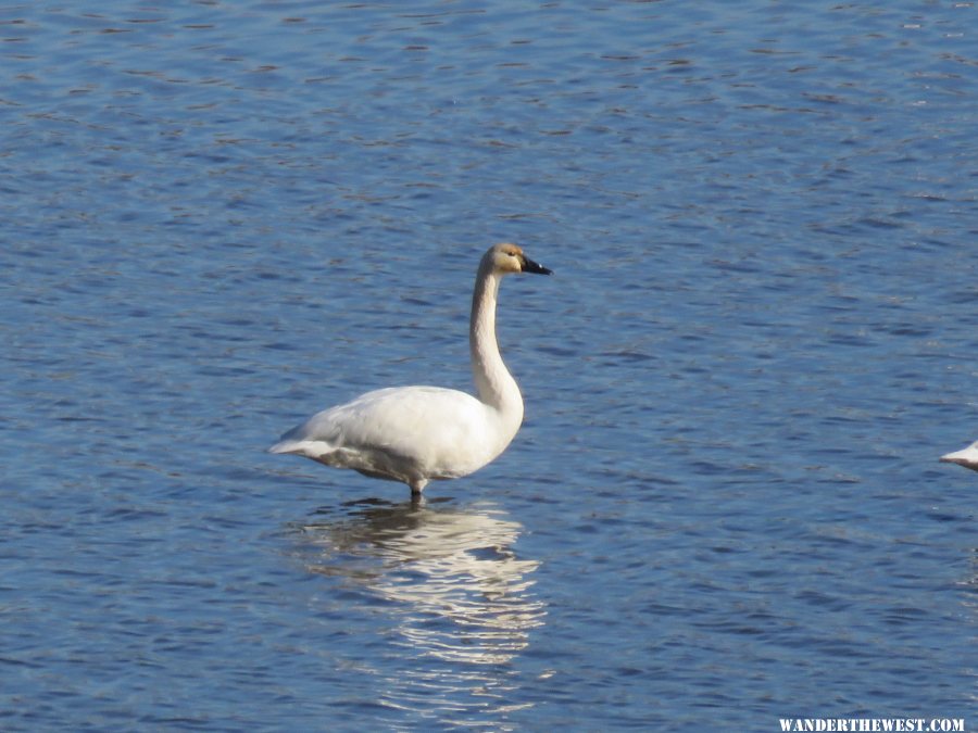 '15 MN 20 RENO TUNDRA SWANS