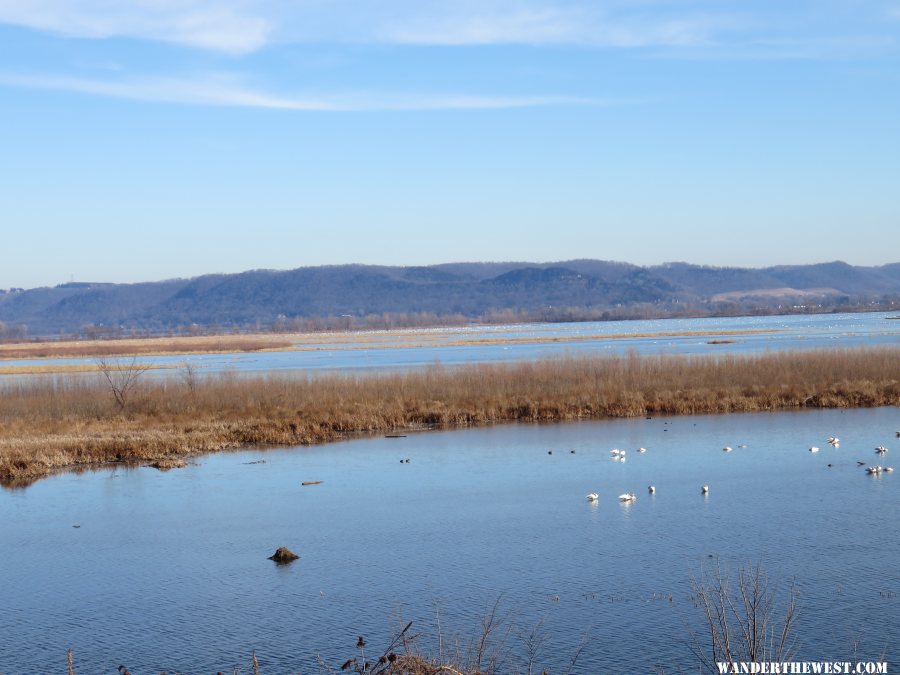 '15 MN 21 RENO TUNDRA SWANS