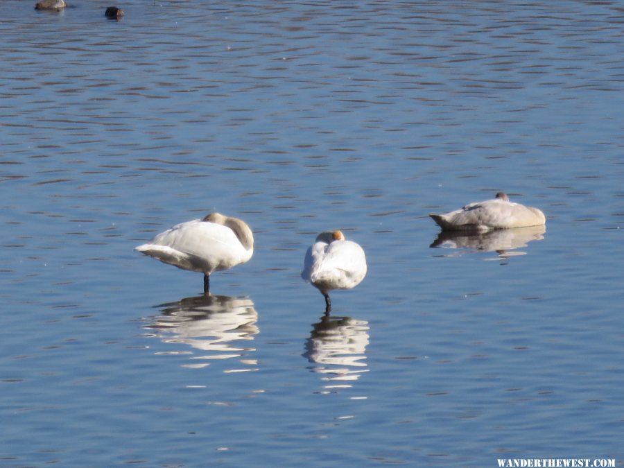 '15 MN 30 RENO TUNDRA SWANS