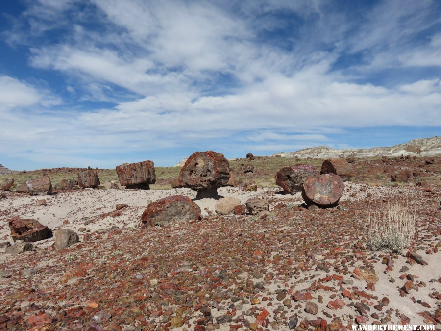 '16 W74 AZ, PETRIFIED FOREST VW