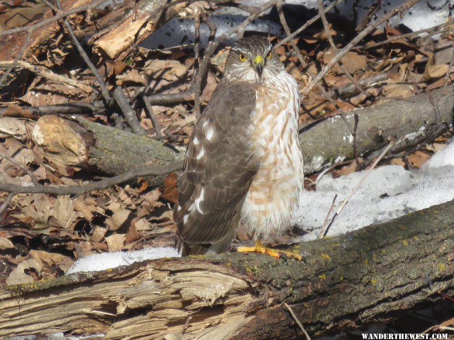 '17 IA A13 SHARPED SHINNED HAWK