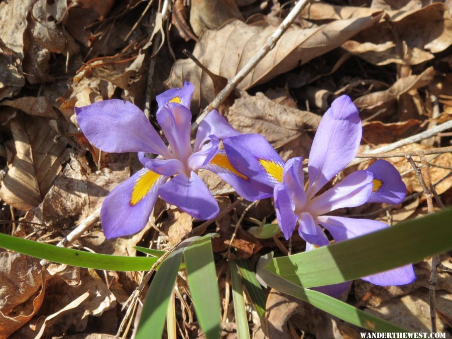 2014 GA MTNS 23 DESOTO SP DWARF IRIS