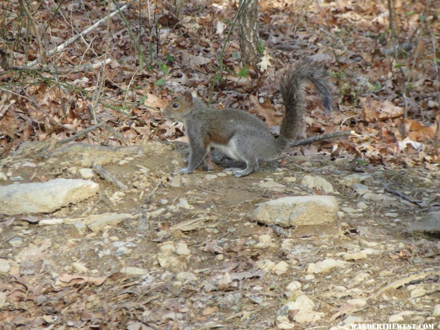 2014 GA MTNS 24 FORT MTN SP SQUIRREL