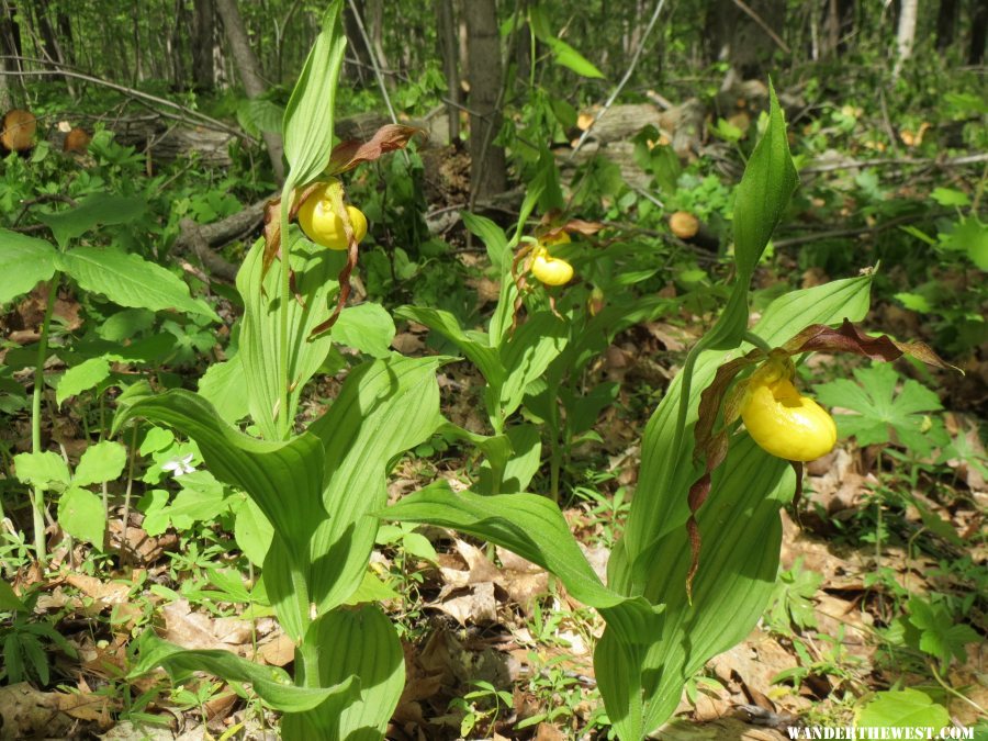 2014 HOME LADY SLIPPERS 02