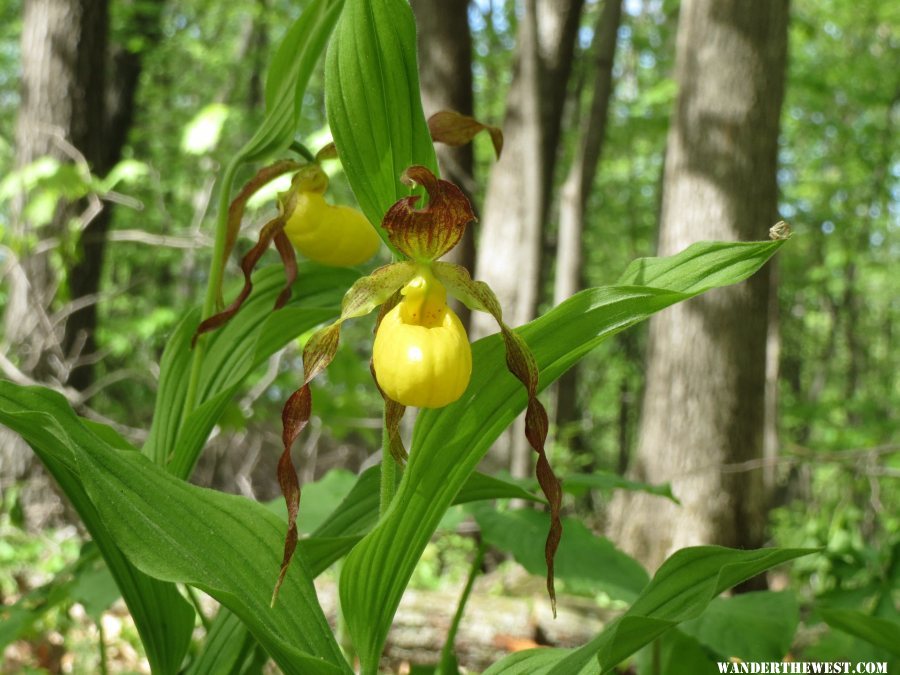 2014 HOME LADY SLIPPERS 10