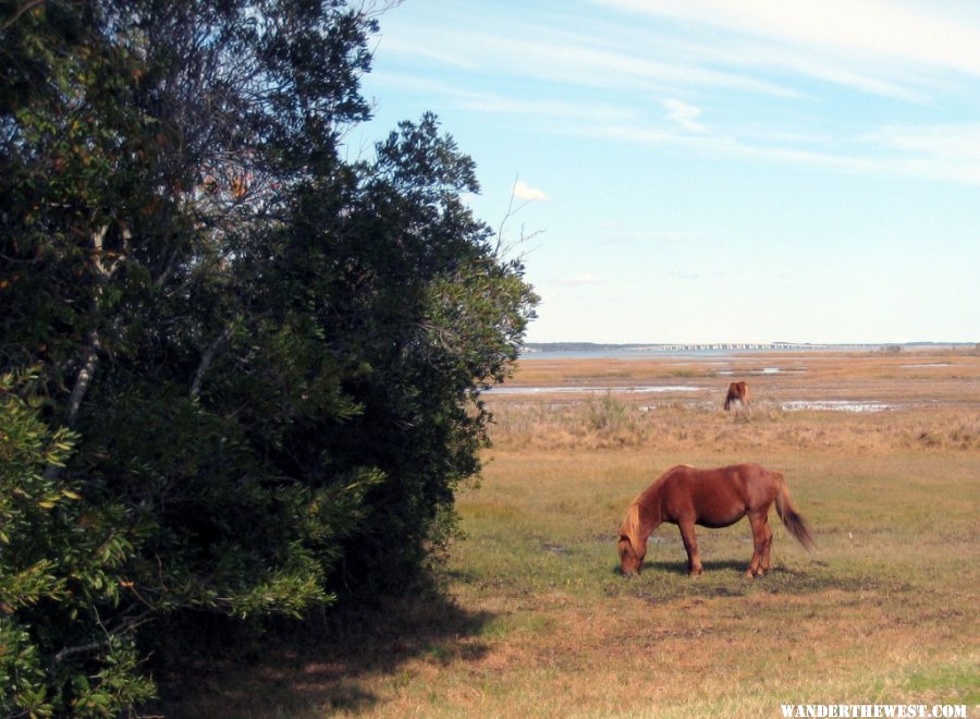 52 Wild pony at Assateague (1024x750).jpg