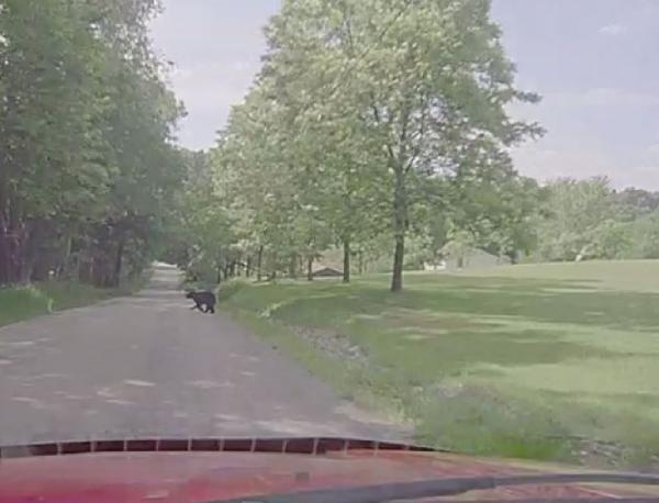 A Bear caught on dash cam as it crosses the road