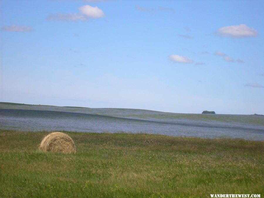 A blue field of Flax in ND