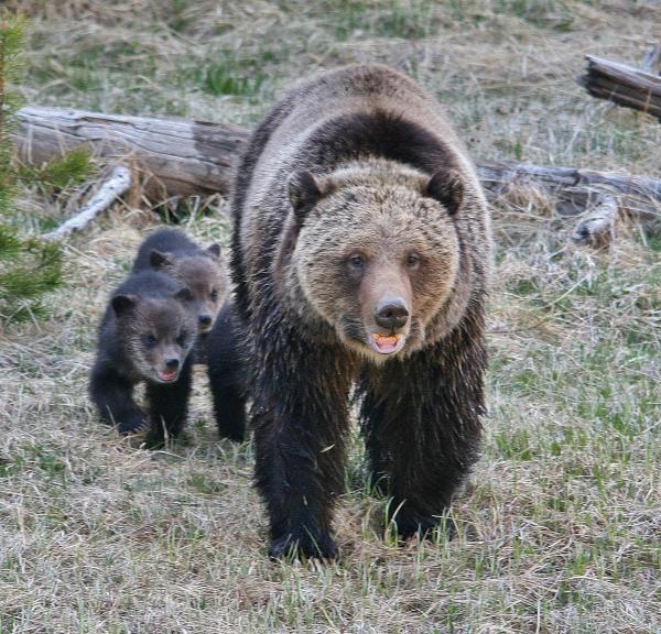 A GRIZ CUB X3 ON GIBBON RV  (10)