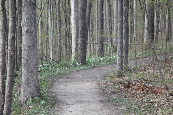 A hiking trail in Spring at Chain O' Lakes SP. Note the trillium covering the ground along the path.